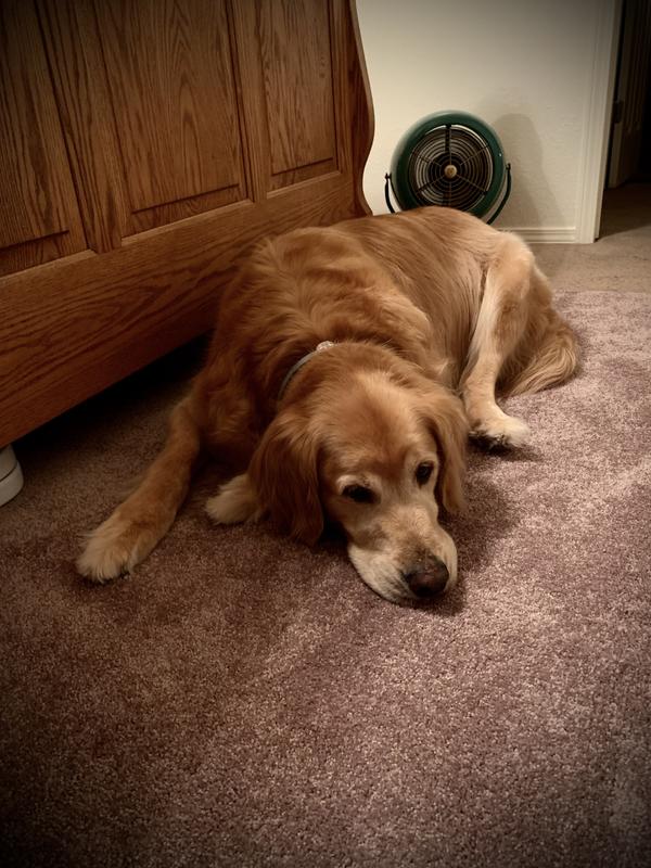 Bear and his vintage Vornado.