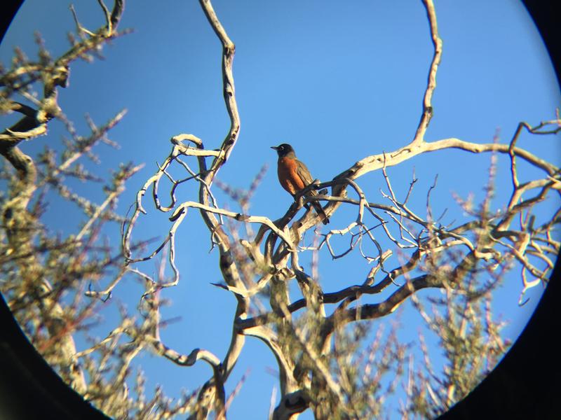 vortex diamondback binoculars 12x50