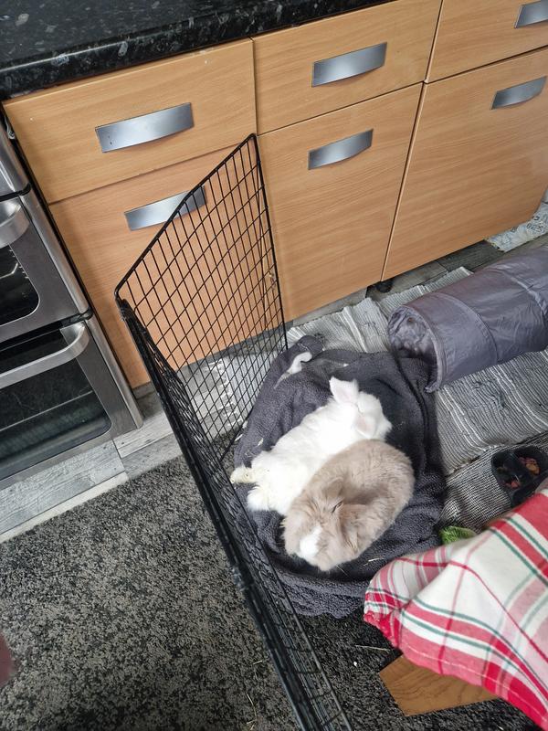 House rabbits to clean up hay