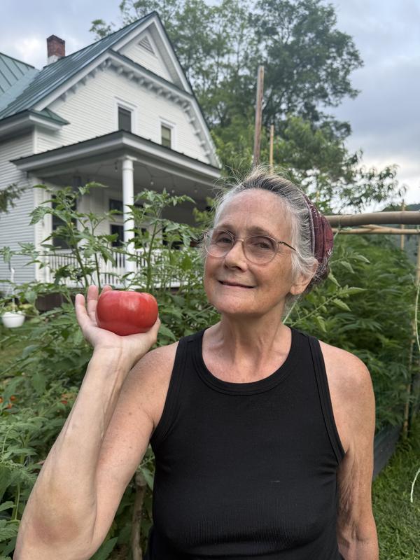 Picking tomatoes in my garden.