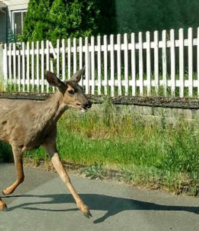 Valspar Barn & Fence Paint