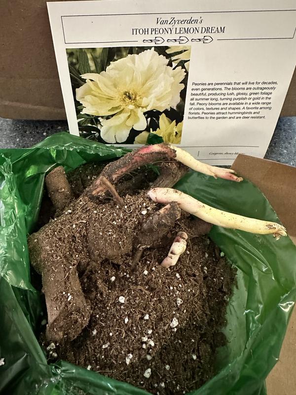 Van Zyverden Yellow Itoh Peony Lemon Dream Bulbs 84538 at Lowes.com