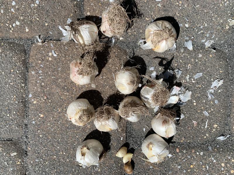 The 12 bulbs were healthy in appearance and feel.