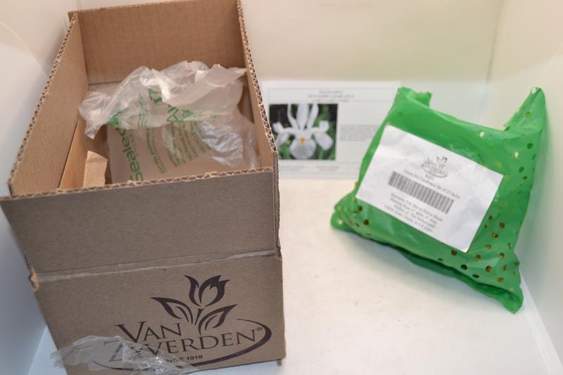 Van Zyverden White Dutch Iris Casablanca Bulbs 25-Count 84531 at Lowes.com