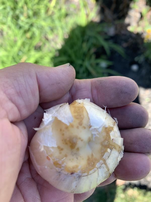 This side of the bulb faces up when planting