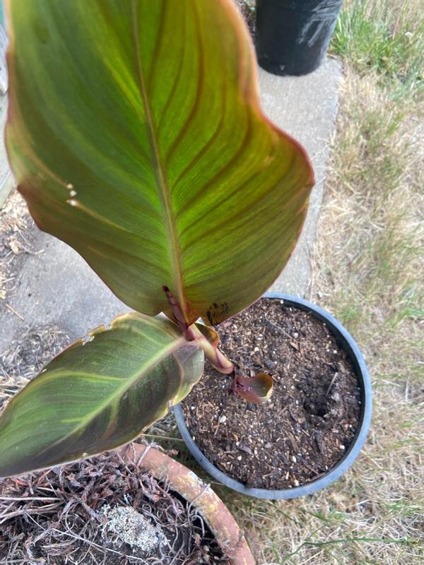 Van Zyverden Orange Cannas World's Tallest Cannas Musifolia Bulbs