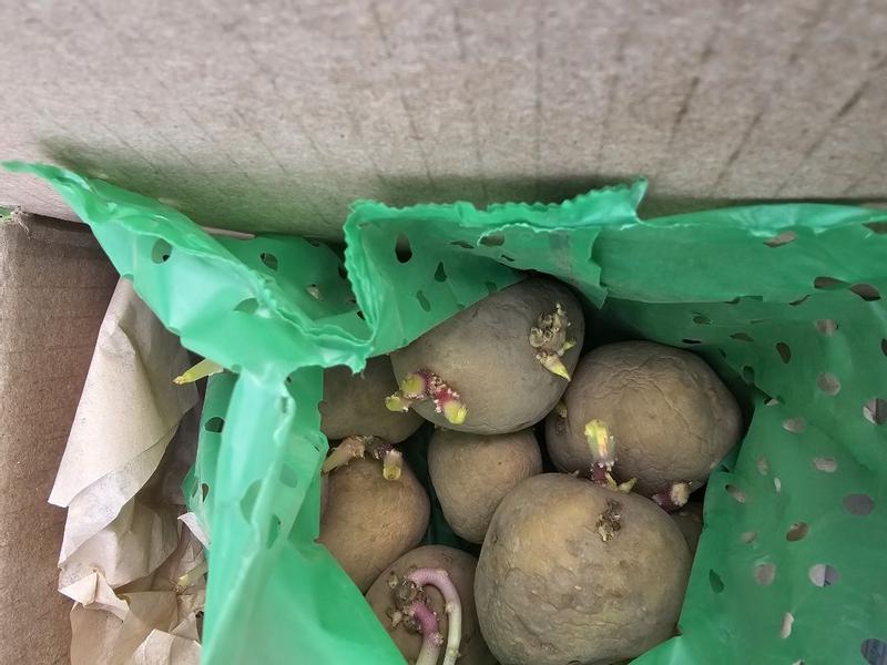 Van Zyverden 12 -Pack Potatoes Superior White Plant in Bulb in the