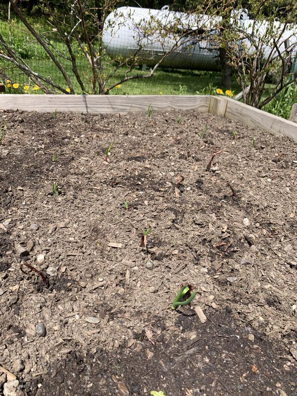 Two weeks after I planted Van Zyverden's red onion sets.  The green shoots are pushing up through the soil.