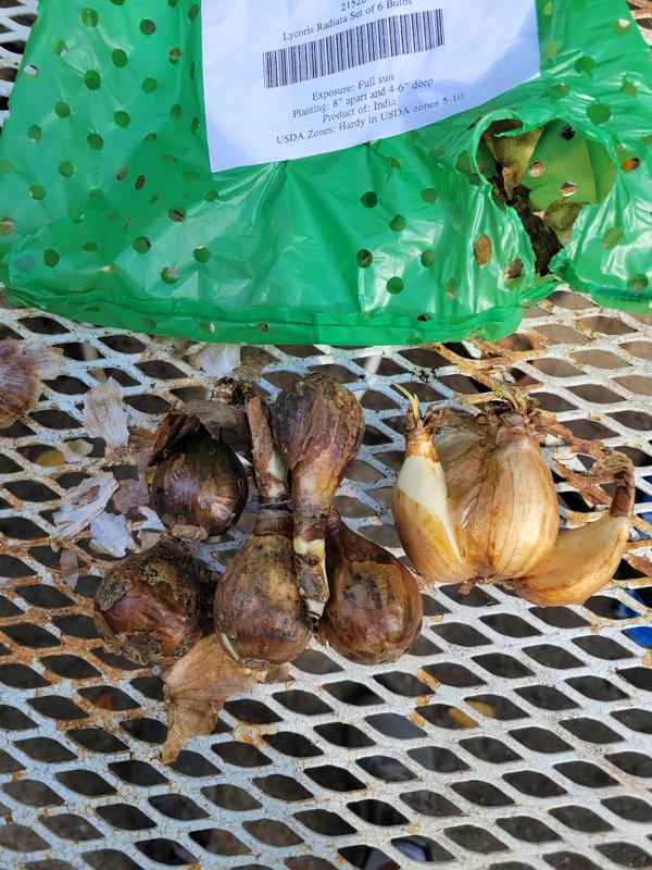 Lily様確認用 SHUREホワイトラベルカートリッジ用交換針「N-WHLB SD」発売開始