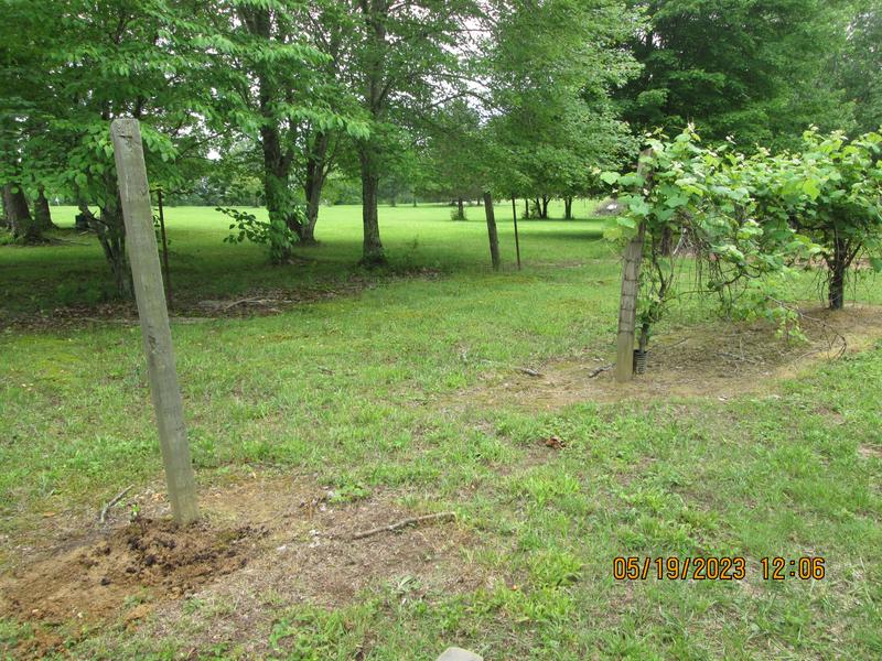 Zinfandel on left, Muscadine on right