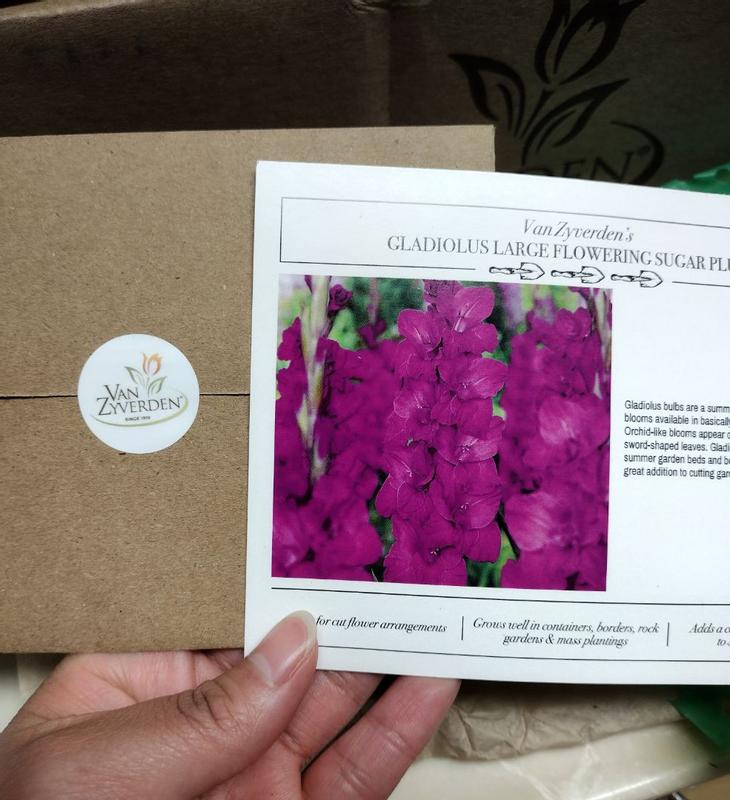 Van Zyverden Purple Gladiolus Sugar Plum Bulbs 12 Count in the Plant ...