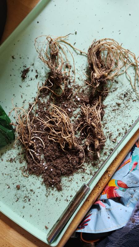 Separated for planting