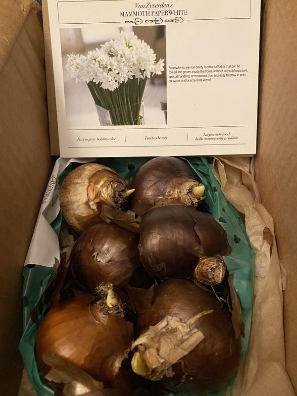 Plantcetera Narcissus Paperwhite Low Scent Giant Christmas Daffodils