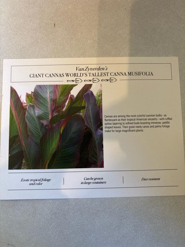 Canna - Giant - World's Tallest Canna Musifolia – Plantcetera