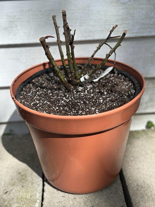 Van Zyverden Red Patio Double Knock Out Rose Kit 1 -Pack 1 -Pack