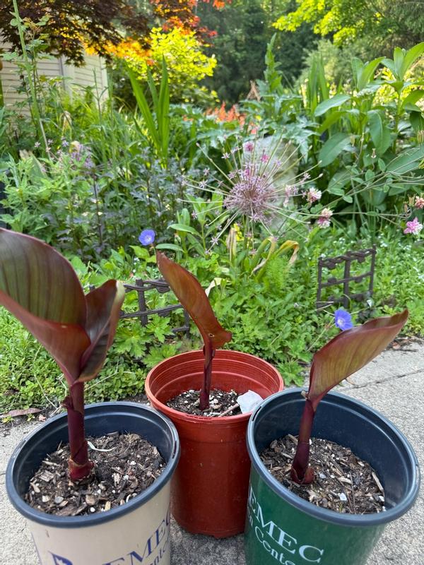 Van Zyverden Orange Cannas World's Tallest Cannas Musifolia Bulbs