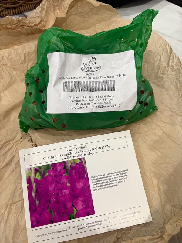 Van Zyverden Purple Gladiolus Sugar Plum Bulbs 12 Count in the Plant ...