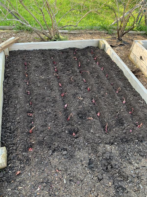 Fifty Van Zyverden's red onion sets about to be covered with soil in my raised garden bed.
