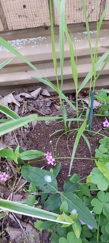 Van Zyverden Red Ornamental Grass Red Switch Grass Bulbs 84590 at