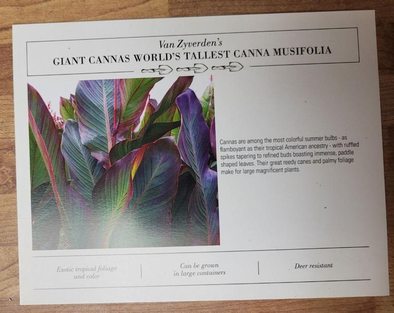 Canna - Giant - World's Tallest Canna Musifolia – Plantcetera