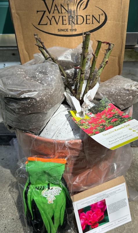 Van Zyverden Red Patio Double Knock Out Rose Kit 1 -Pack 1 -Pack