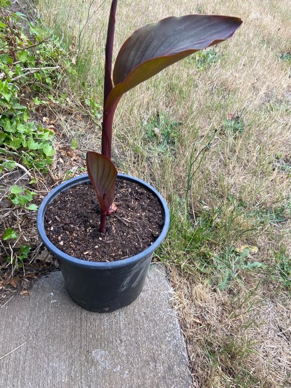 Van Zyverden Orange Cannas World's Tallest Cannas Musifolia Bulbs