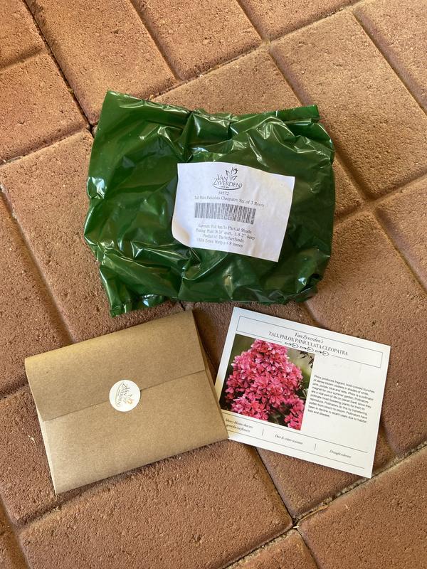 van-zyverden-pink-tall-phlox-paniculata-cleopatra-bulbs-9-count-in-the
