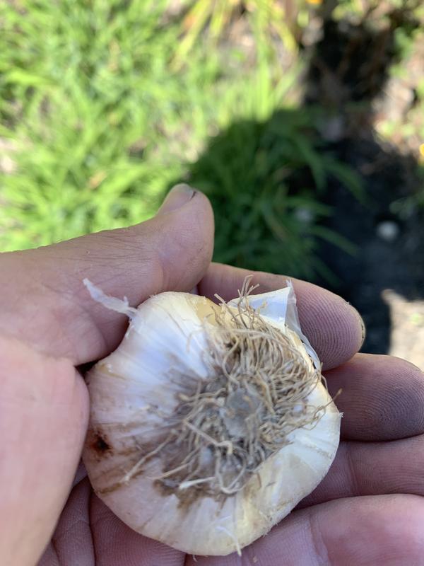 The bulbs resemble a large garlic; this "hairy" part is planted in the ground.