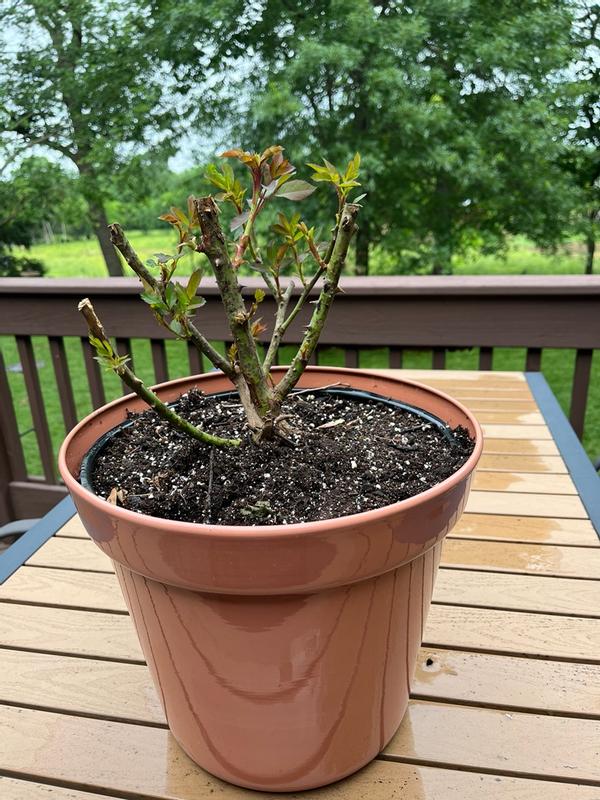 Van Zyverden Red Patio Double Knock Out Rose Kit 1 -Pack 1 -Pack