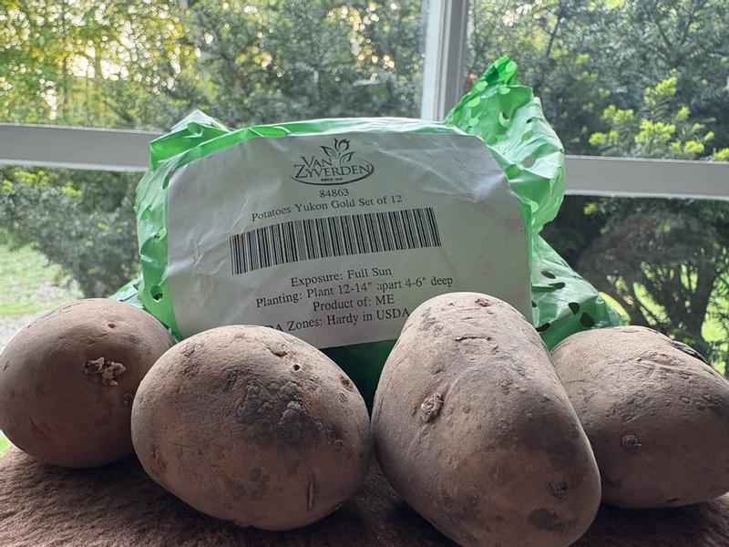 Potato - Yukon Gold - USDA Organic - GMO Free – Plantcetera