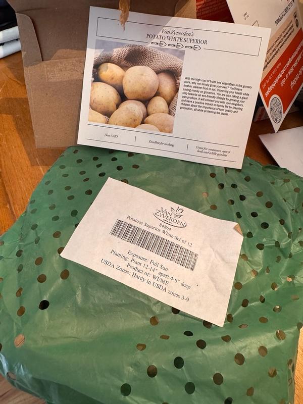 Van Zyverden 1 Pack Potatoes Superior White Plant 12 -Pack in the ...