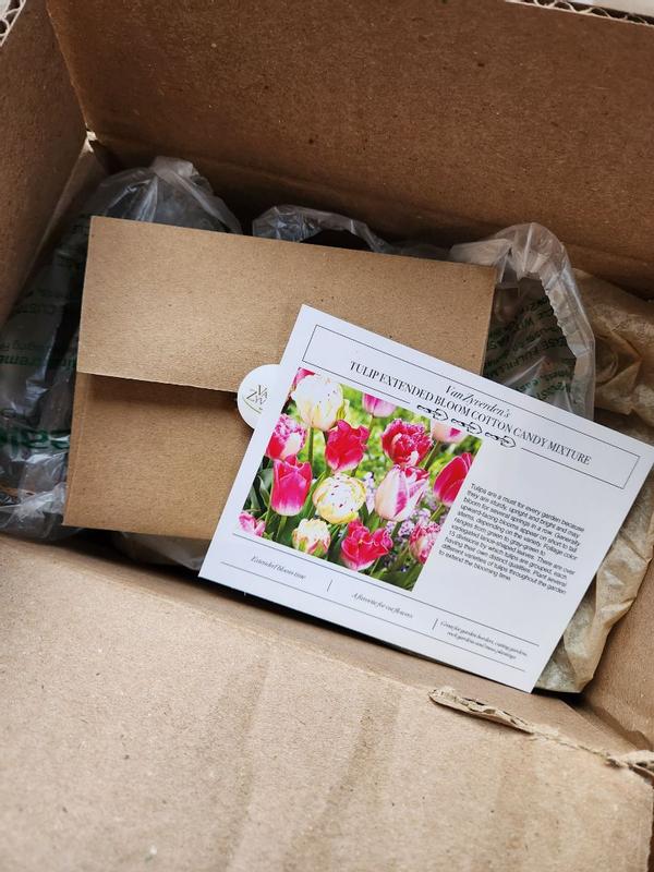 Van Zyverden Tulips Extended Bloom Cotton Candy Mixture, Set of 25 ...