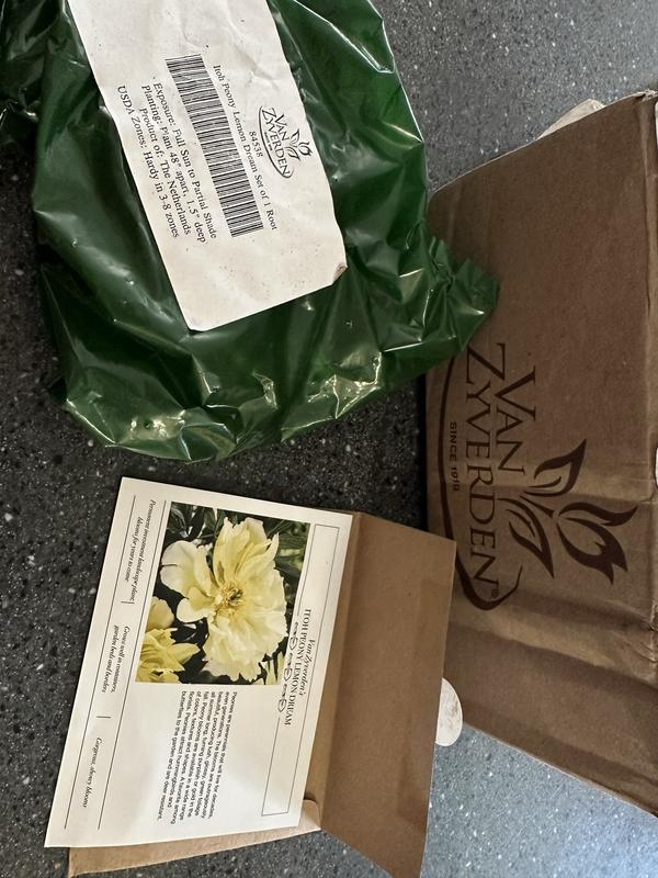 Van Zyverden Yellow Itoh Peony Lemon Dream Bulbs 84538 at Lowes.com