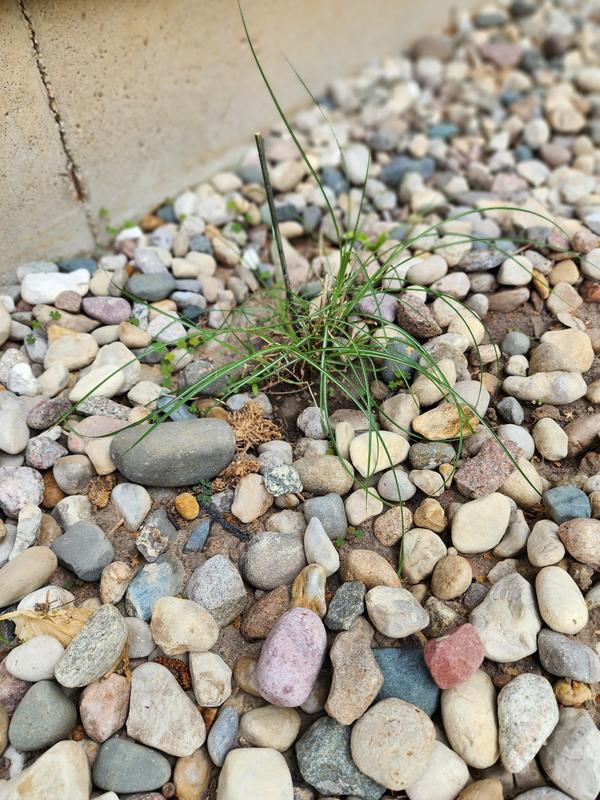 Little grass dude is getting bigger!