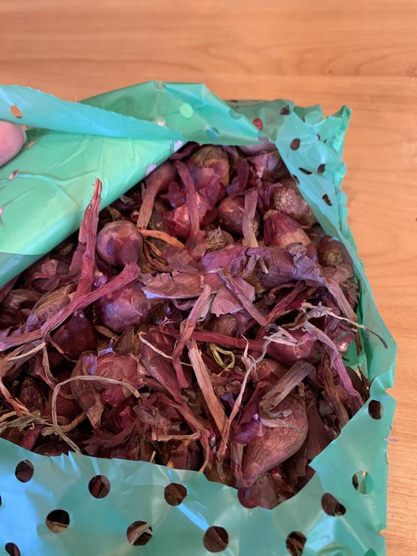 Van Zyverden's red onion sets