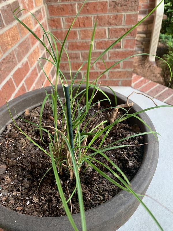 Van Zyverden No Flowers Ornamental Grass Bandwidth Miscanthus Bulbs ...