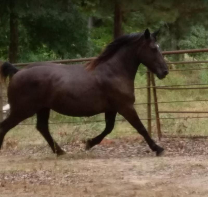 Happy Horse
