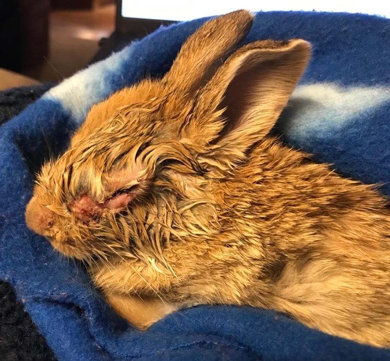 eye gooped shut with open wound toward nose