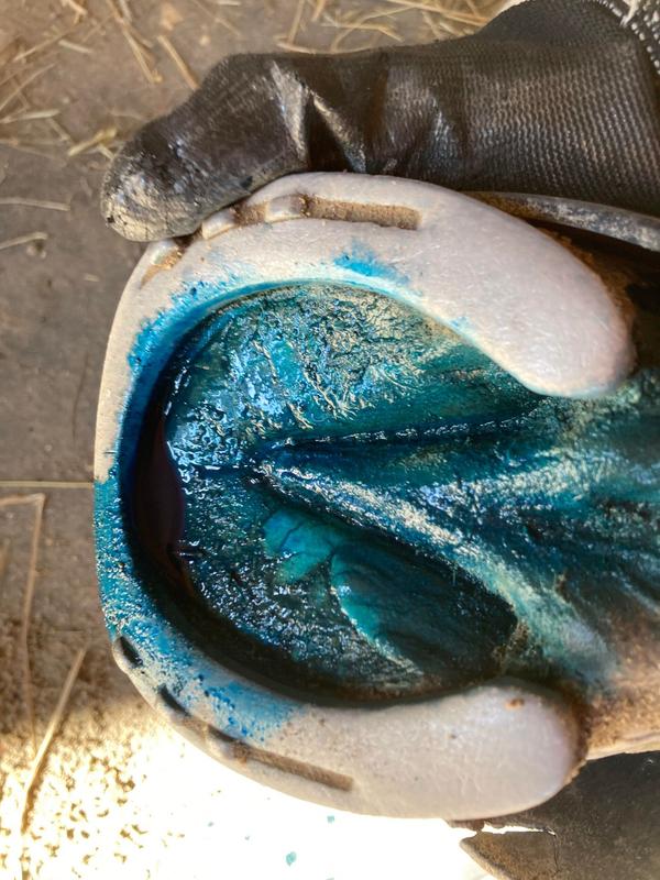 Easy to use and apply across entire hoof