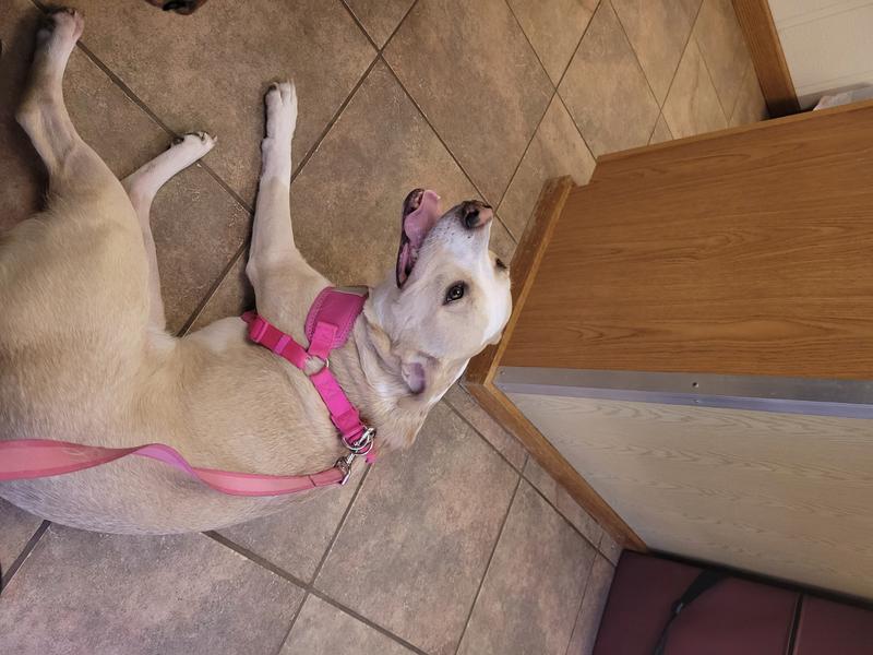 Happy ears at the vet!