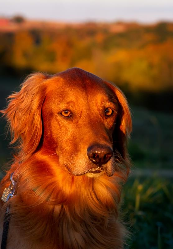 Our 7 yr old golden - this product helps when he has irritation from running through brush