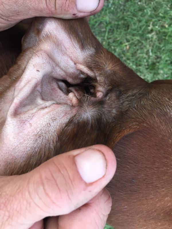 dog ear infection tractor supply