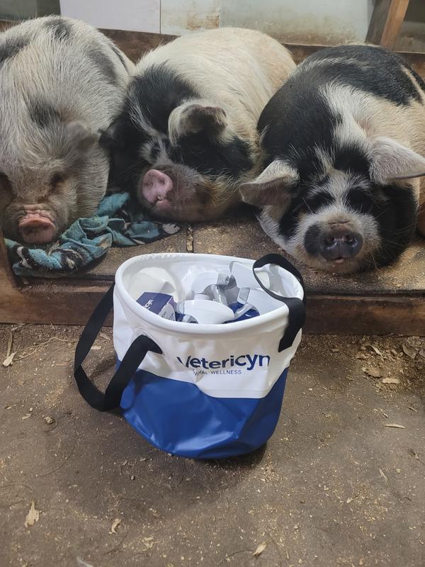 Vetericyn Piggies