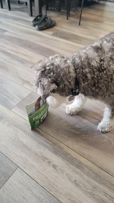 Junior sniffing the bag before his first time trying