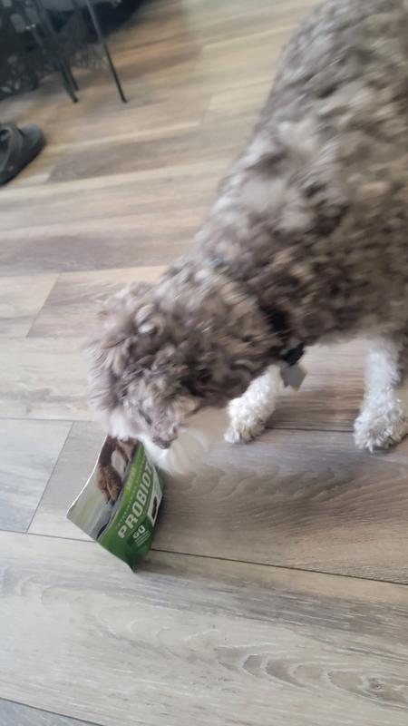 Junior wanting his daily VetIQ Probiotic Supplement for Dogs, Hickory Smoke Flavored Soft Chew