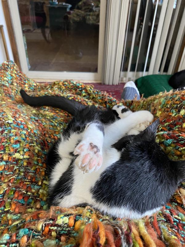 Pretzel Cat…