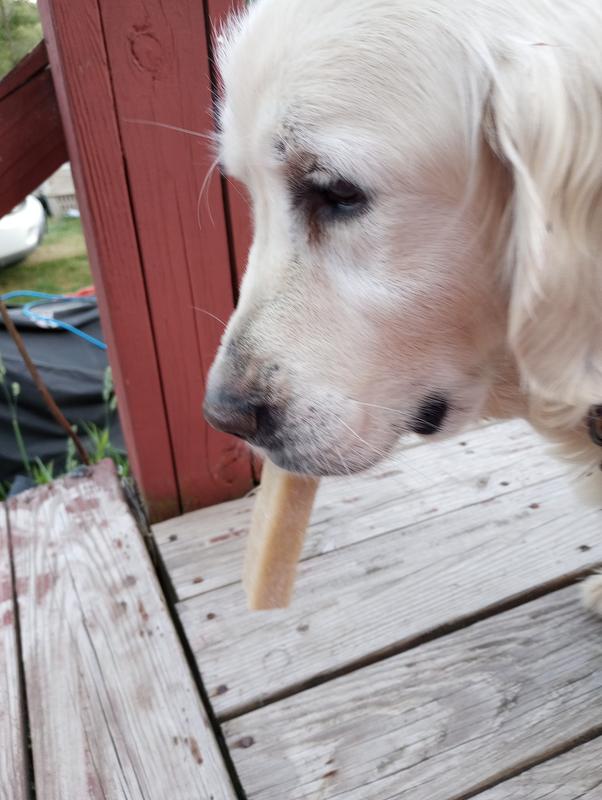 Bonnie with her bone