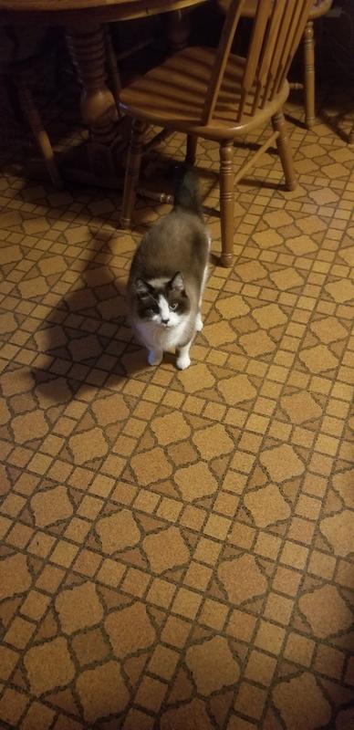Happy kitty!