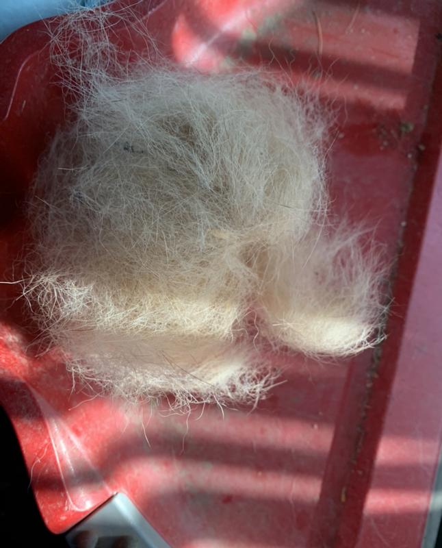 The fur that came off my dog