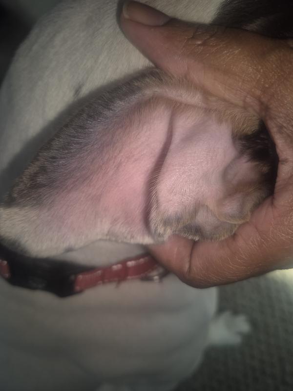 Ear after treatment which was bright red and raw.